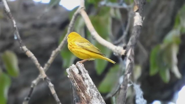 Northern Yellow Warbler - ML659840466