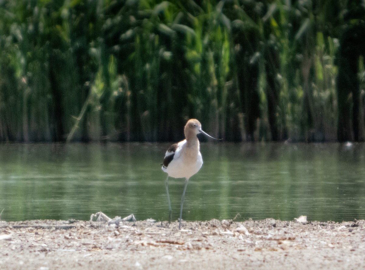 American Avocet - ML659840561