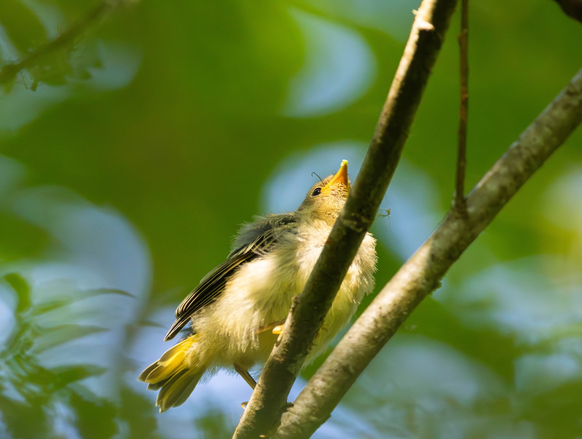 Goldwaldsänger - ML659841101
