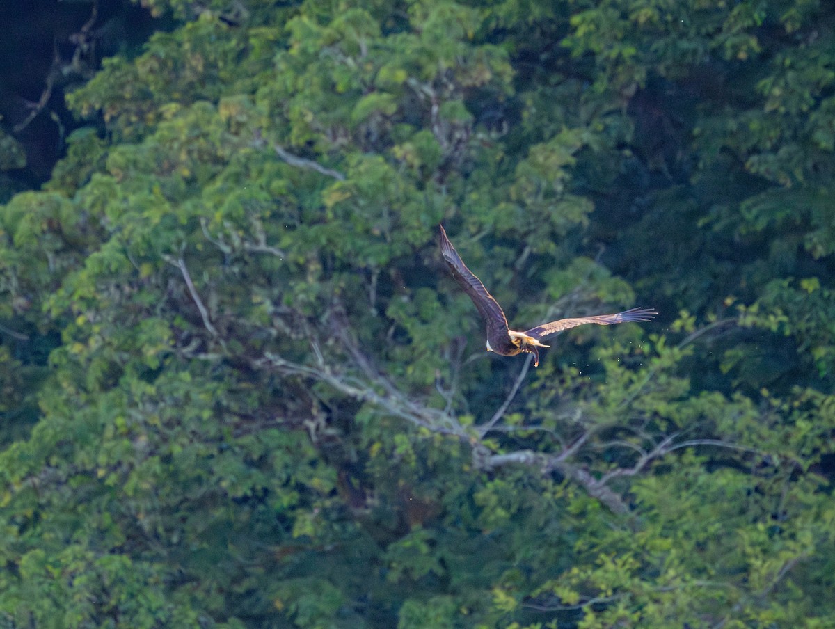 Weißkopf-Seeadler - ML659841188