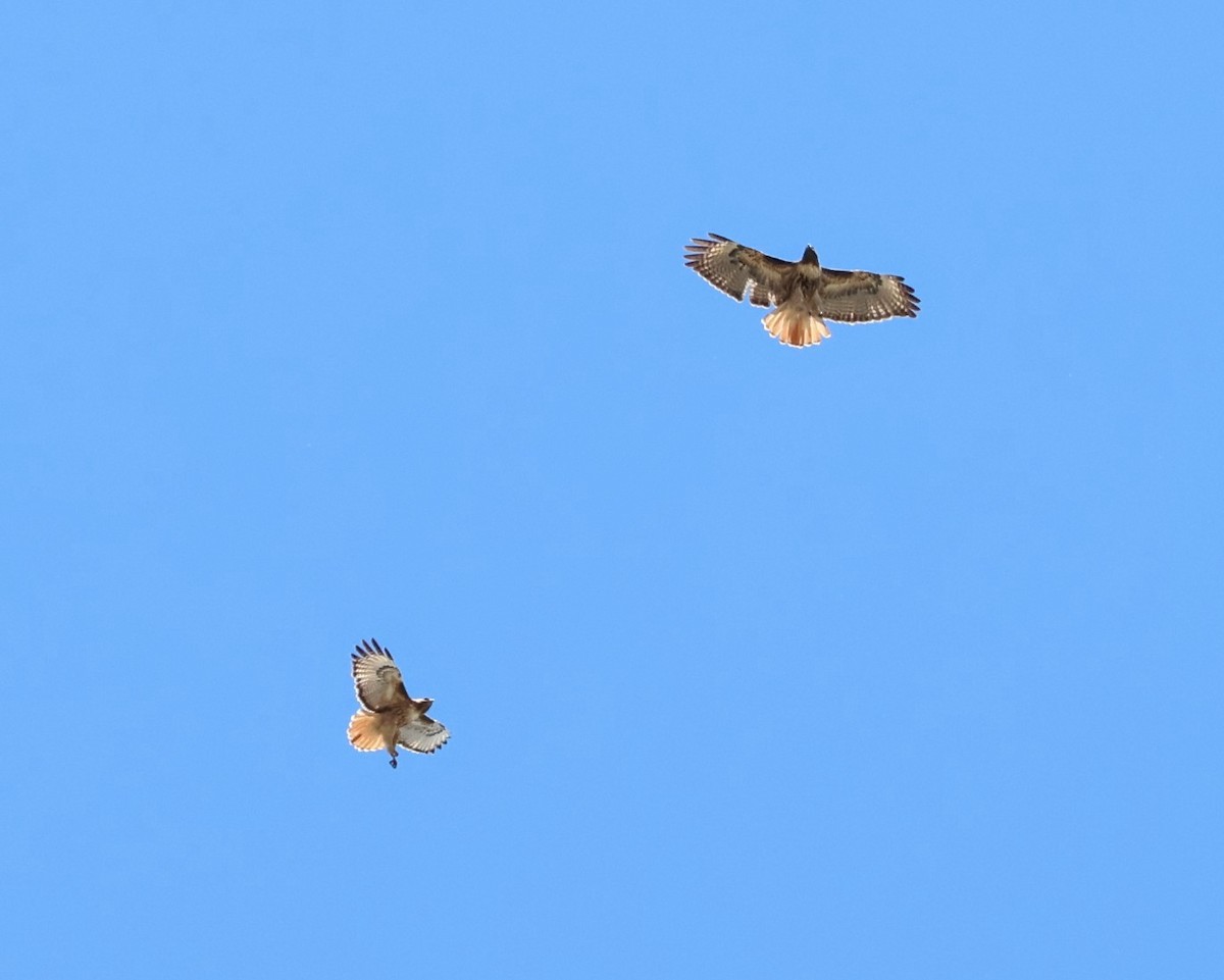 Red-tailed Hawk - ML659841860