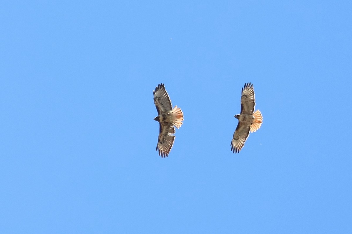 Red-tailed Hawk - ML659841861