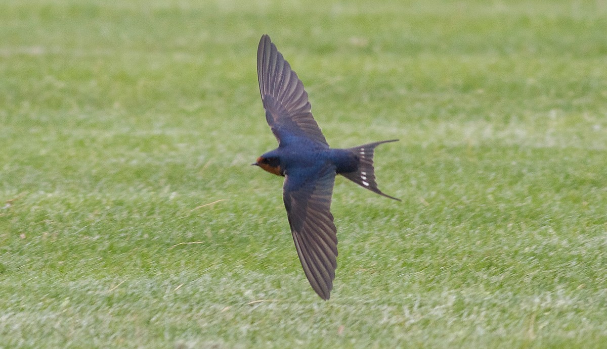 Barn Swallow - Nick Pulcinella