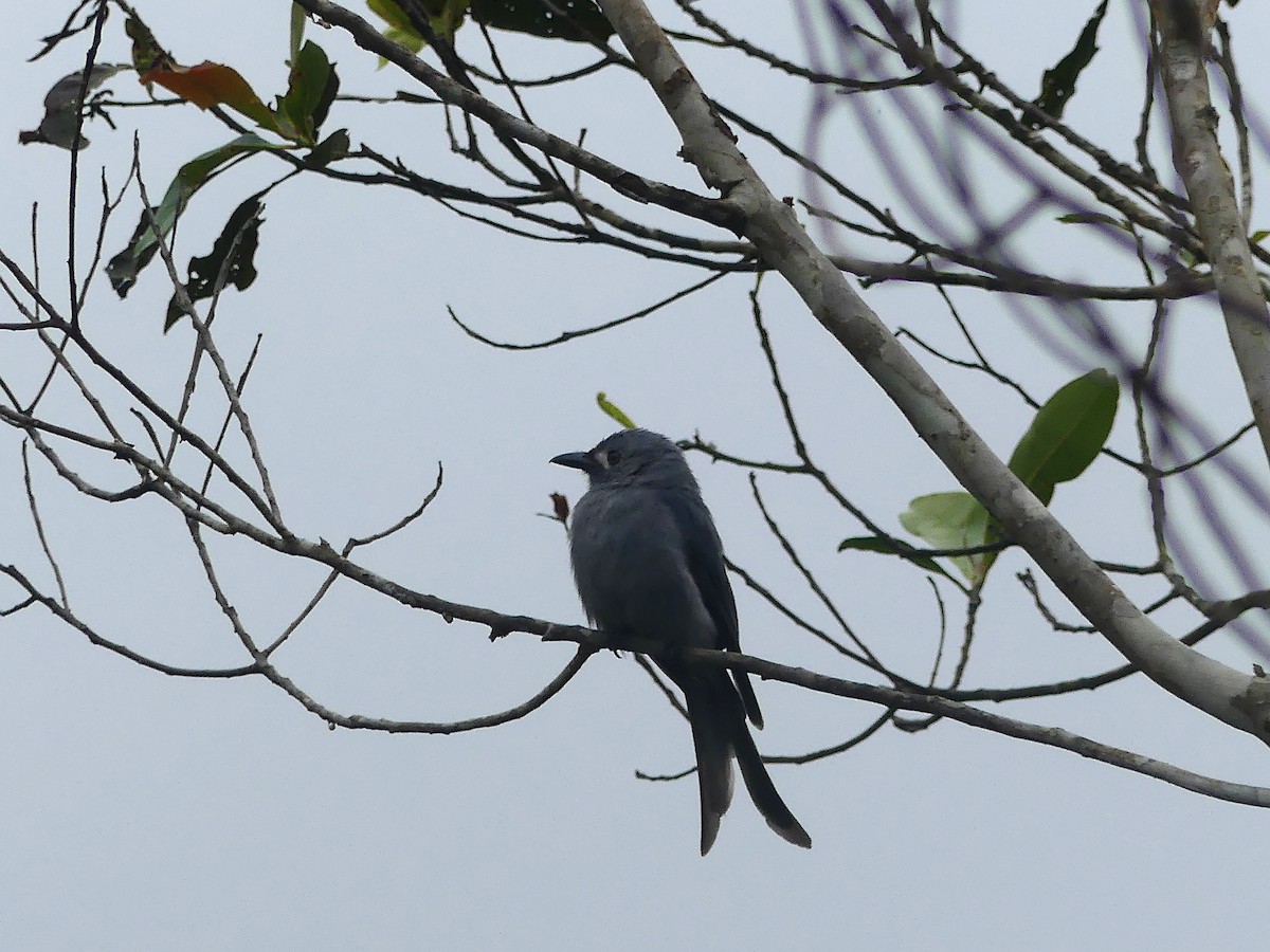 灰卷尾(stigmatops) - ML659842693