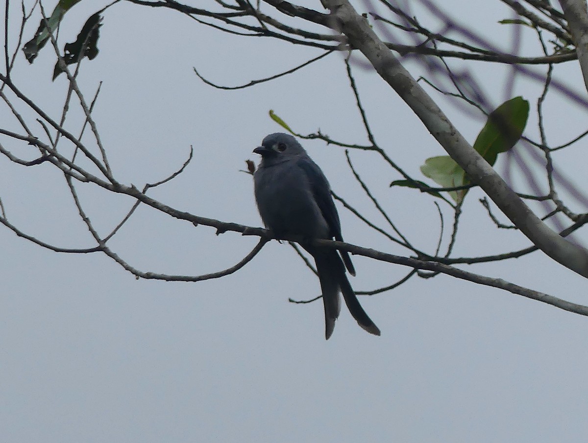灰卷尾(stigmatops) - ML659842722