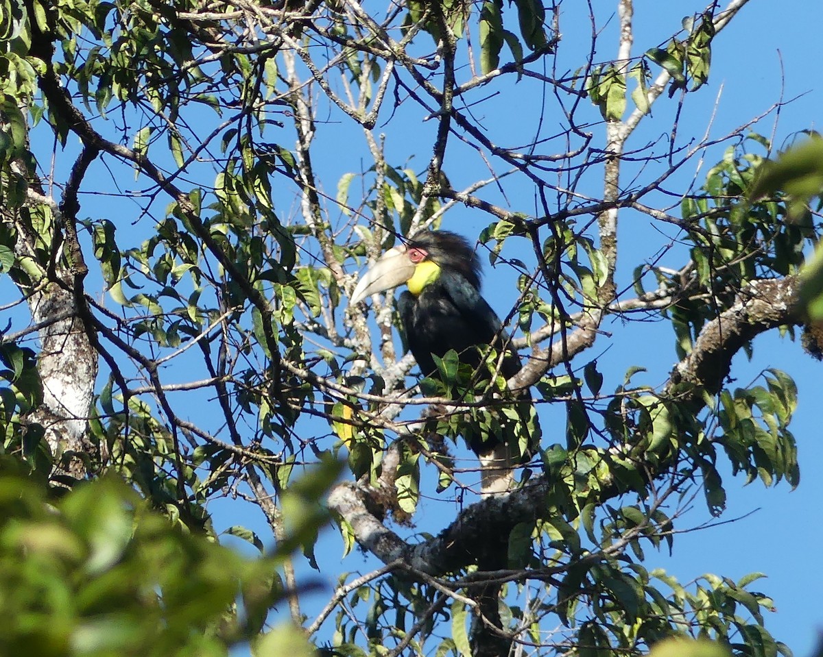 Wreathed Hornbill - ML659842922