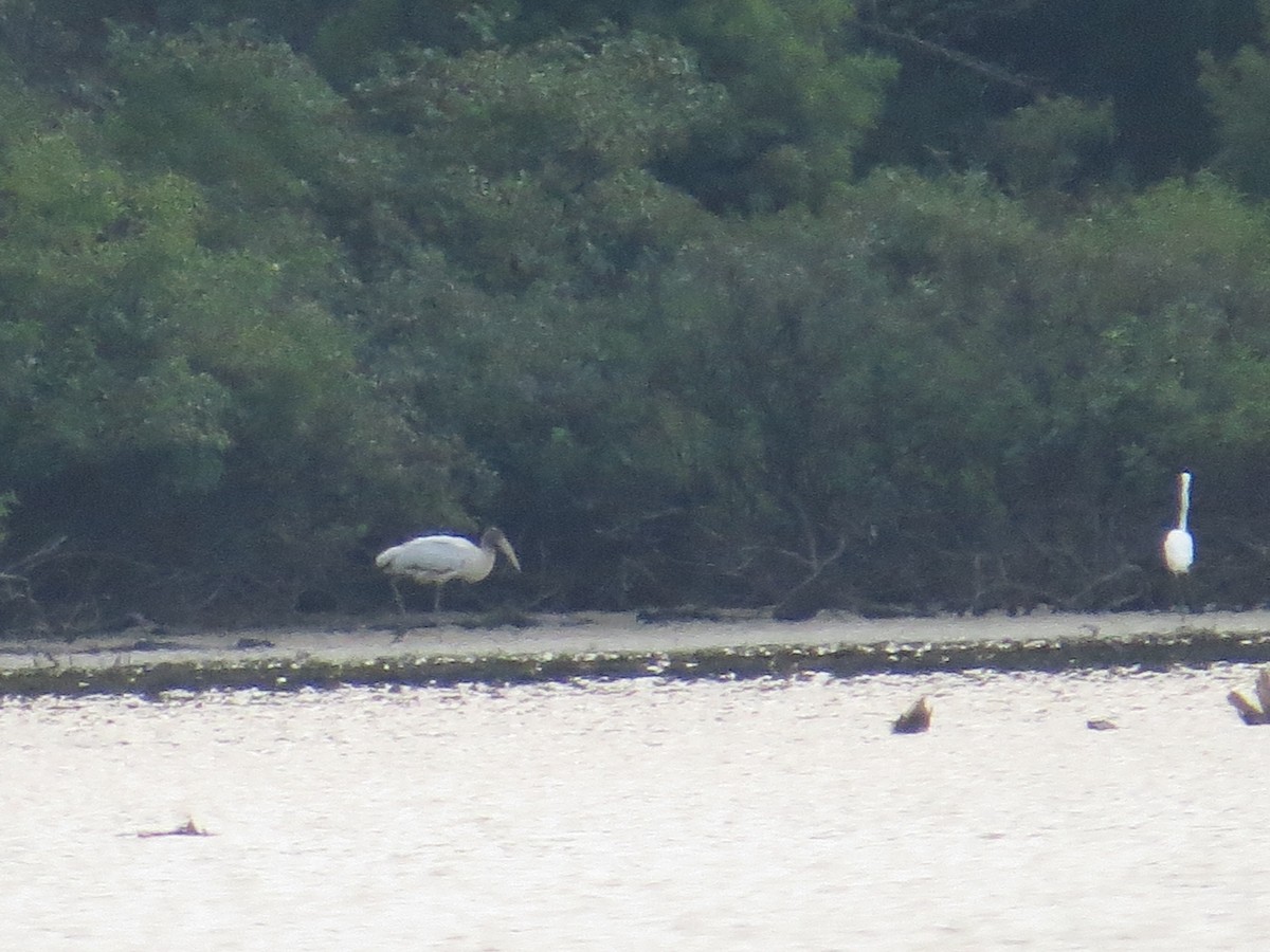 Wood Stork - ML65984381