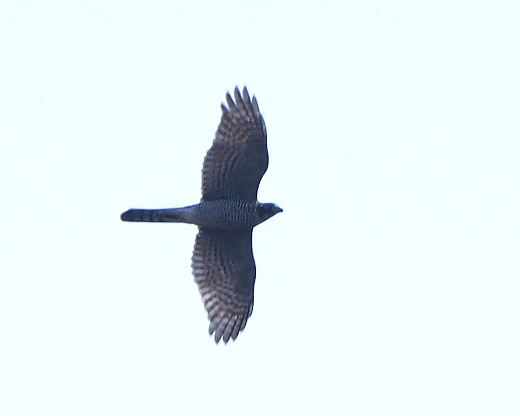 European Honey-buzzard - ML659843951