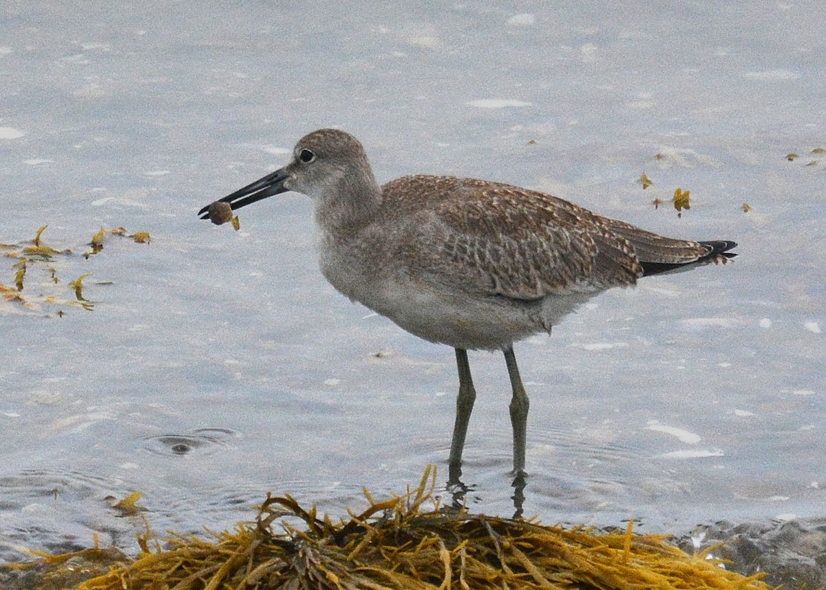 Коловодник американський (підвид inornata) - ML65984491