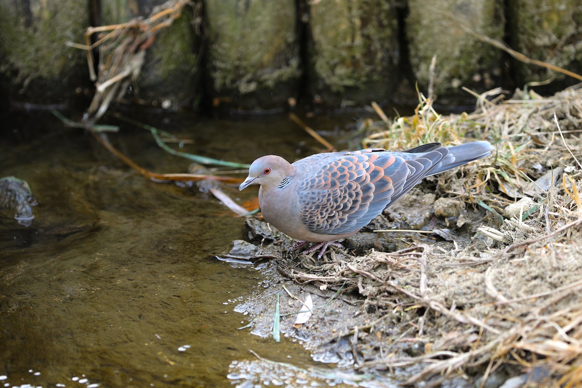 金背鳩 - ML659845110