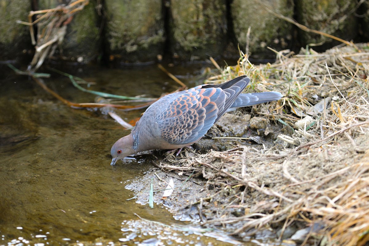 金背鳩 - ML659845111