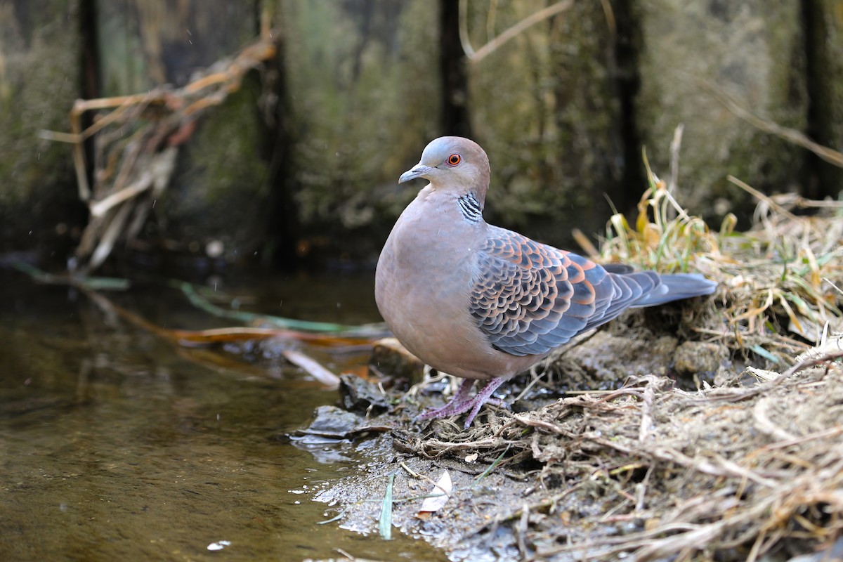金背鳩 - ML659845118