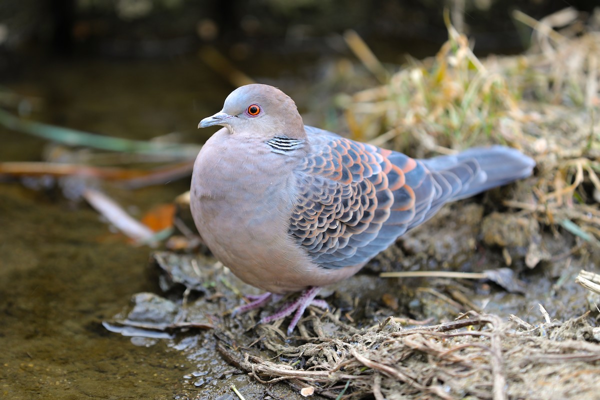 金背鳩 - ML659845119