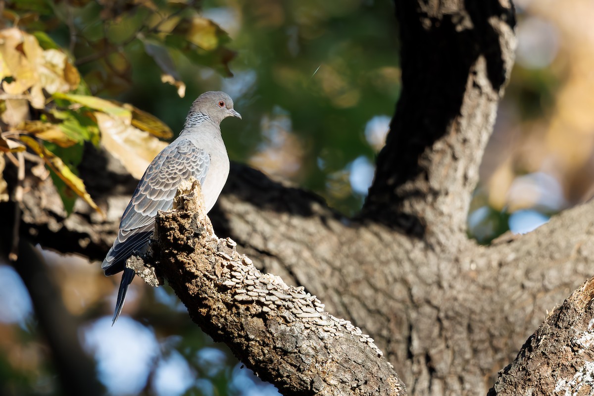 金背鳩 - ML659845124