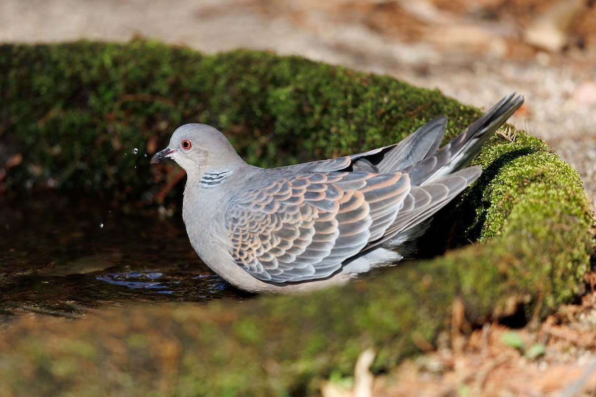 金背鳩 - ML659845131