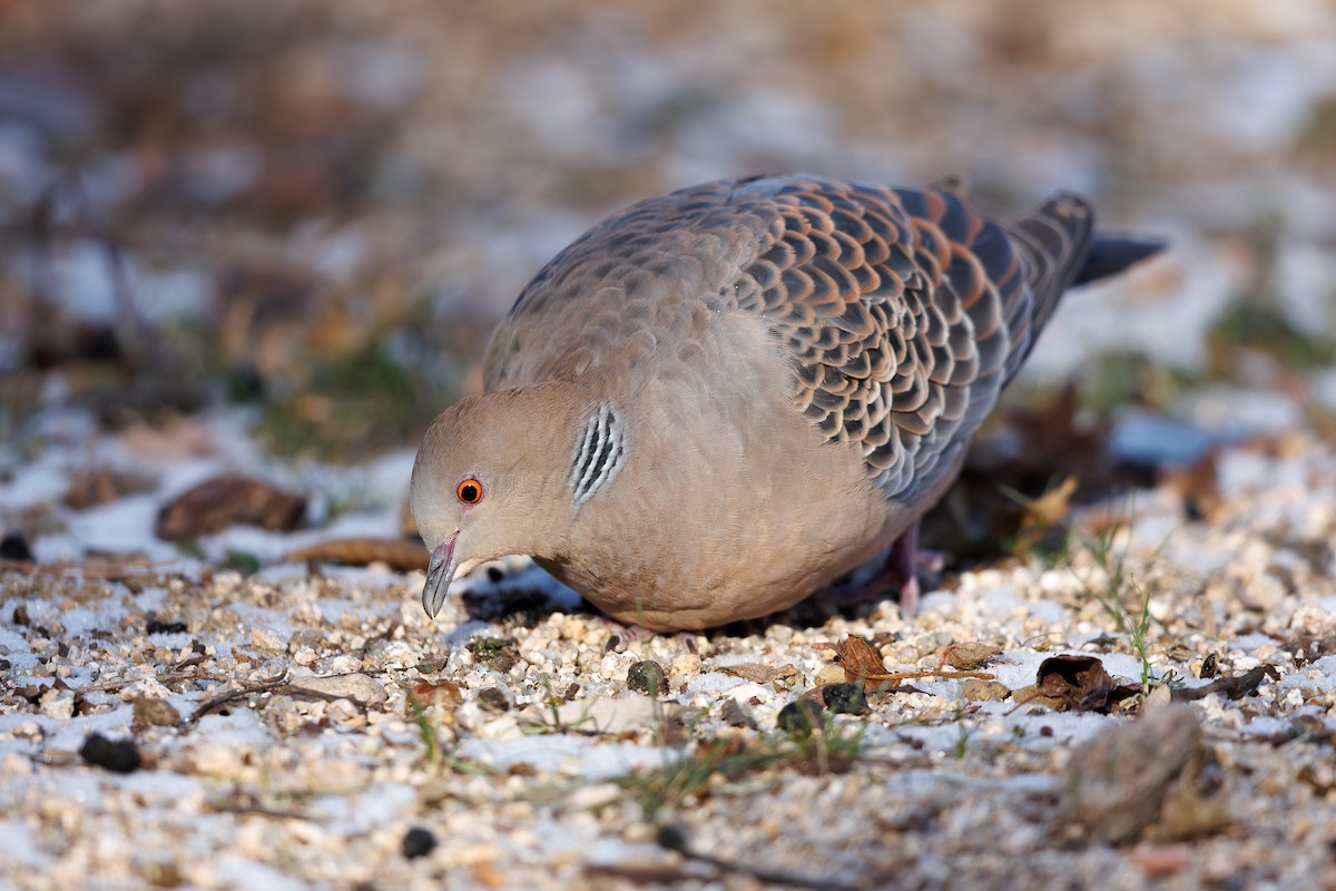金背鳩 - ML659845139