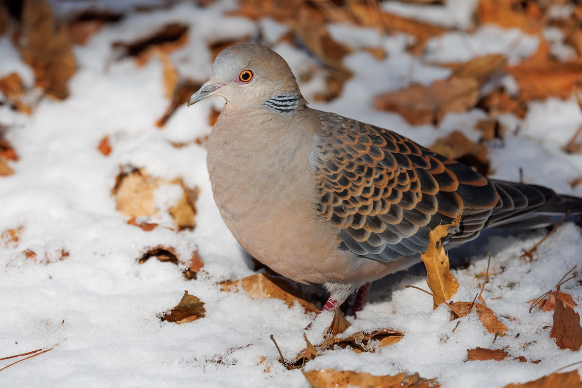 金背鳩 - ML659845149