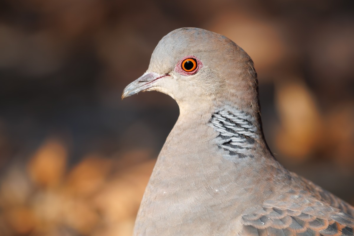 金背鳩 - ML659845150