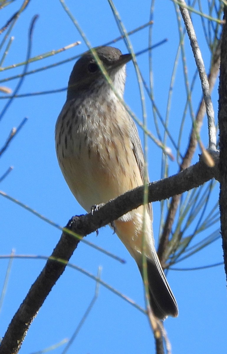 Rufous Whistler - ML659846126