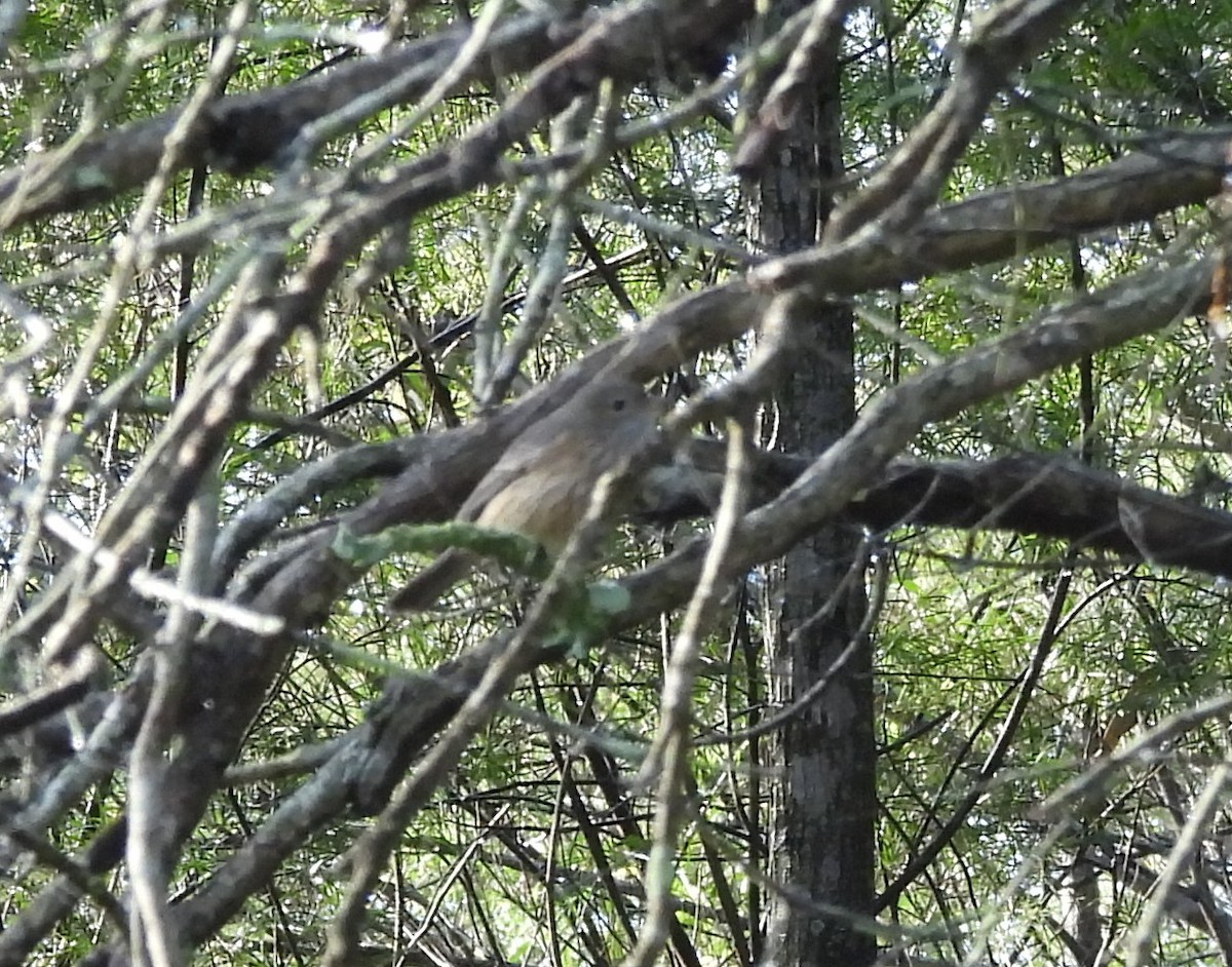 Rufous Whistler - ML659846127