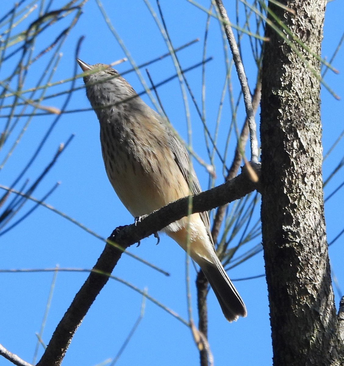 Rufous Whistler - ML659846128