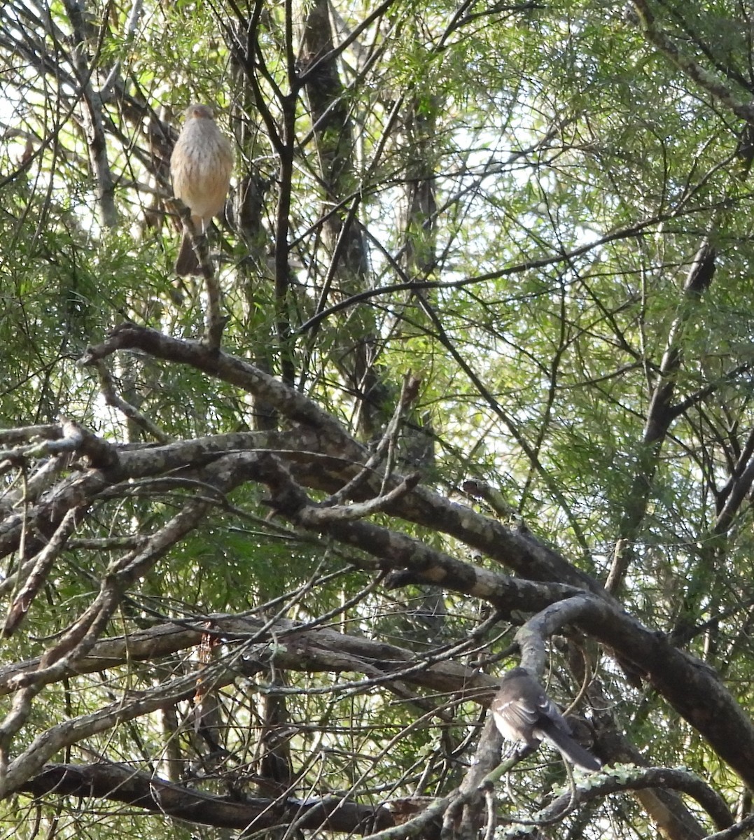 Rufous Whistler - ML659846129