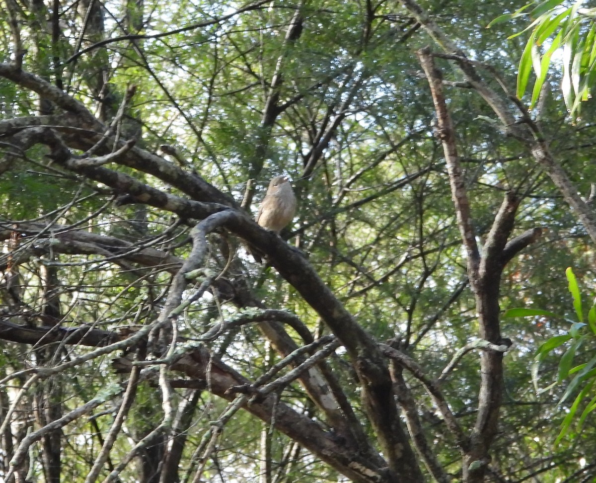 Rufous Whistler - ML659846130
