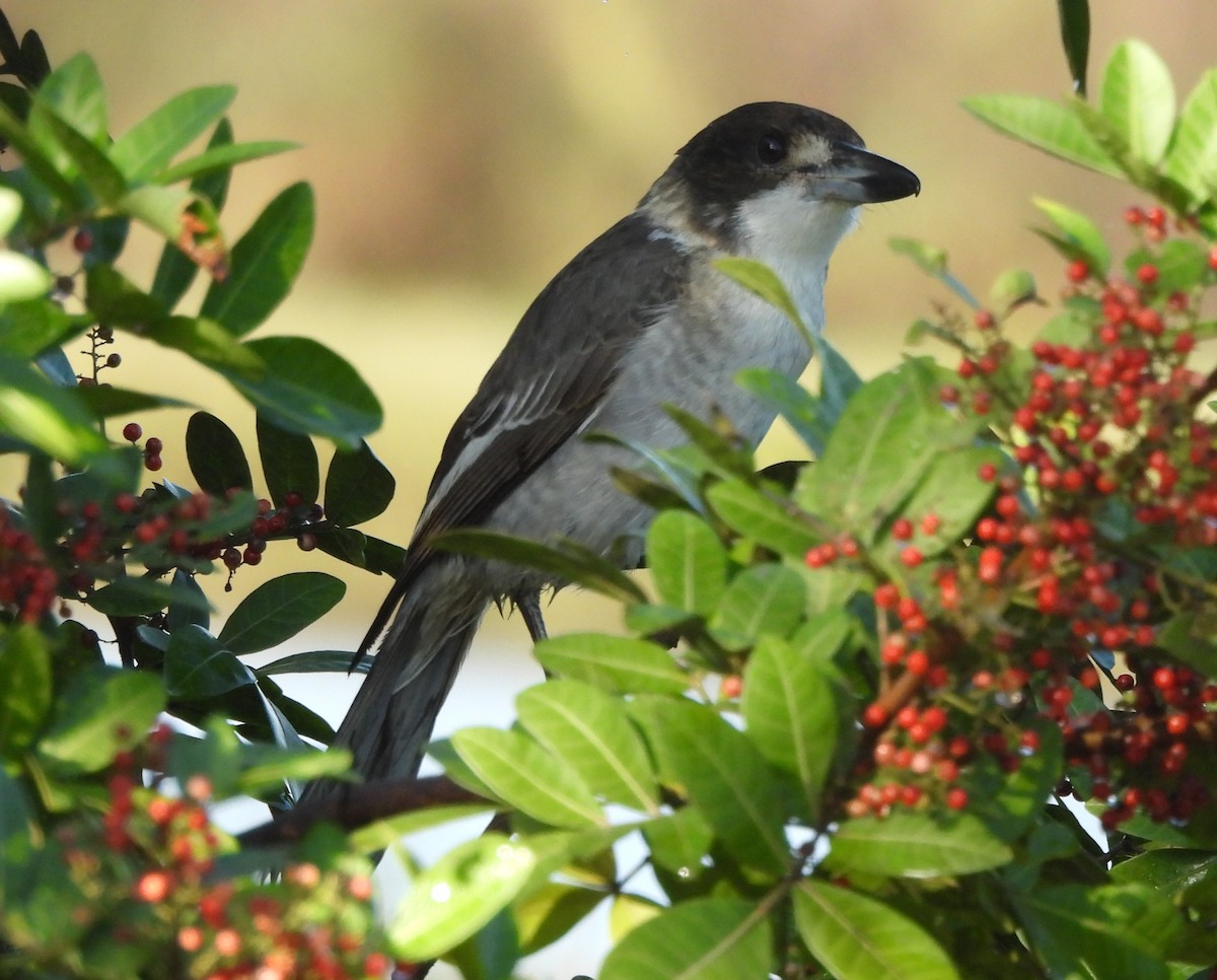 Gray Butcherbird - ML659846149