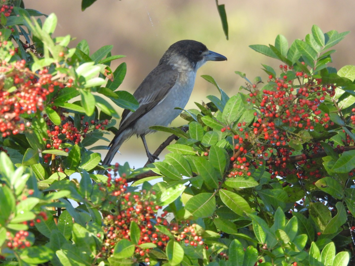 Gray Butcherbird - ML659846150