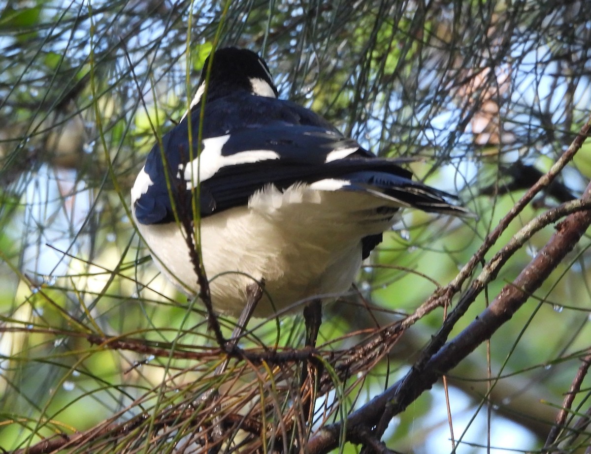 Magpie-lark - ML659846168