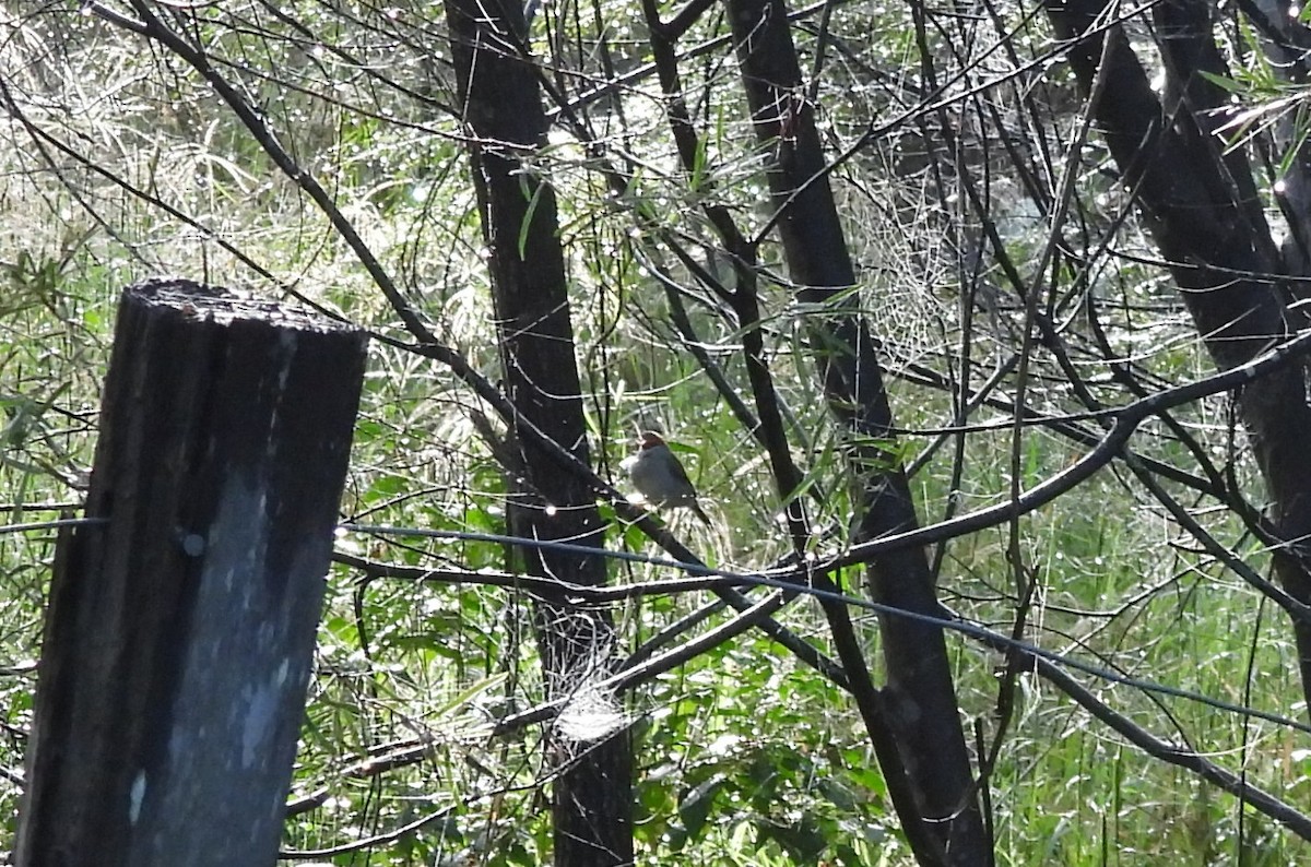 Red-browed Firetail - ML659846182
