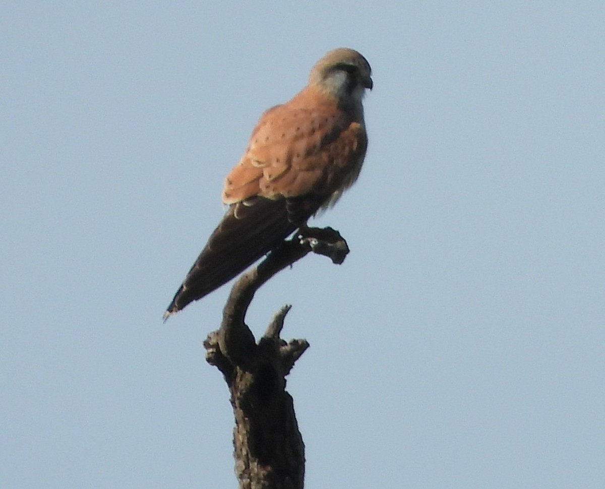 Nankeen Kestrel - ML659846194