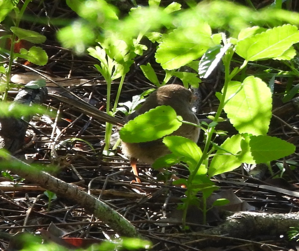 Red-backed Fairywren - ML659846208