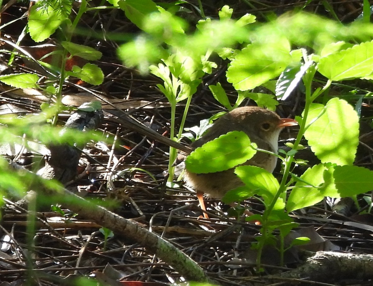 Red-backed Fairywren - ML659846209