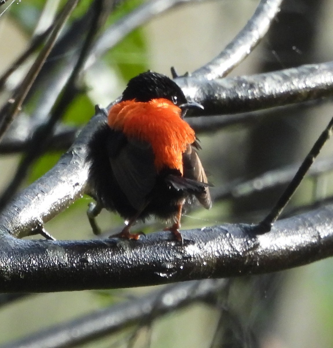 Red-backed Fairywren - ML659846250