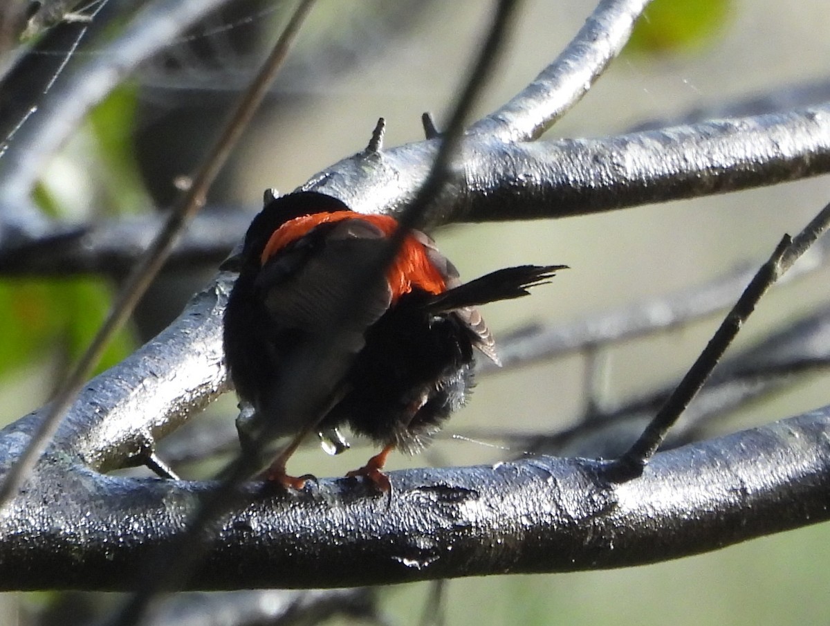 Red-backed Fairywren - ML659846251