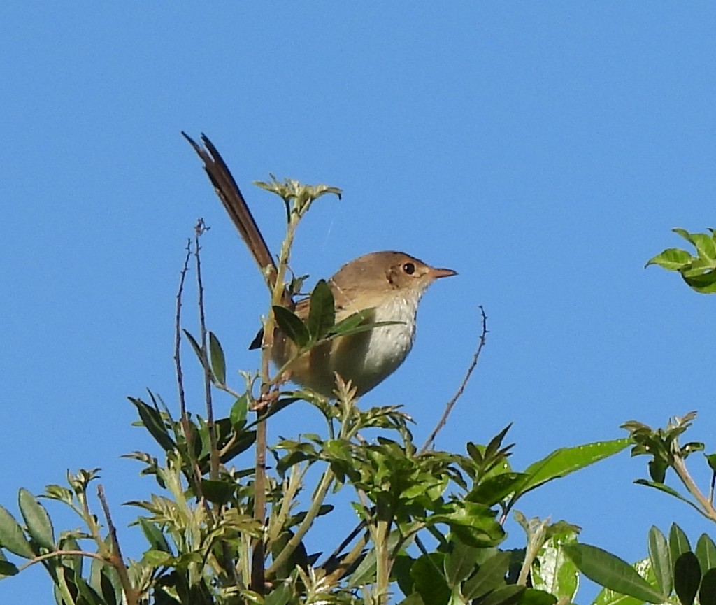 Red-backed Fairywren - ML659846253