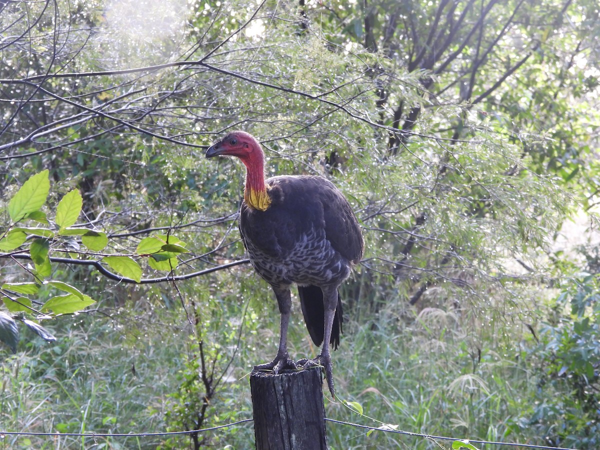 Australian Brushturkey - ML659846267