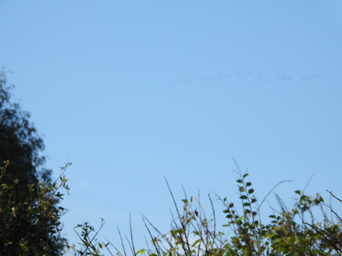 Little Black Cormorant - ML659846451