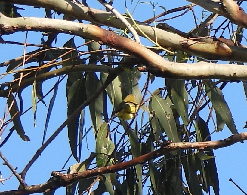Yellow Thornbill - ML659846465