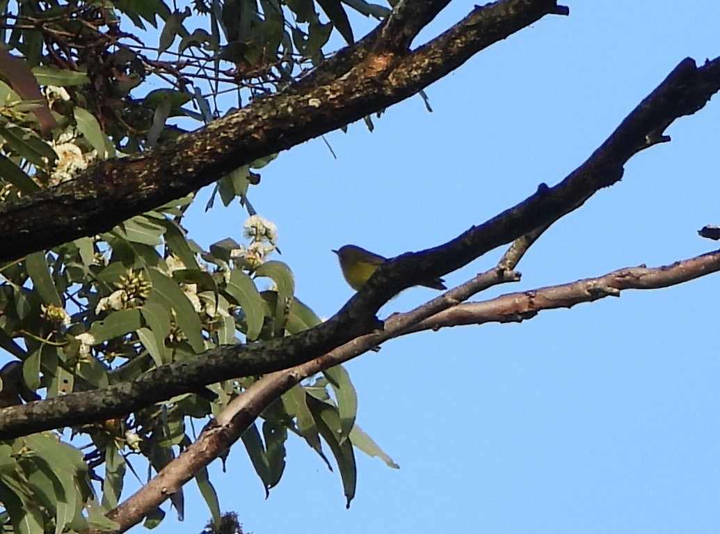 Yellow Thornbill - ML659846466