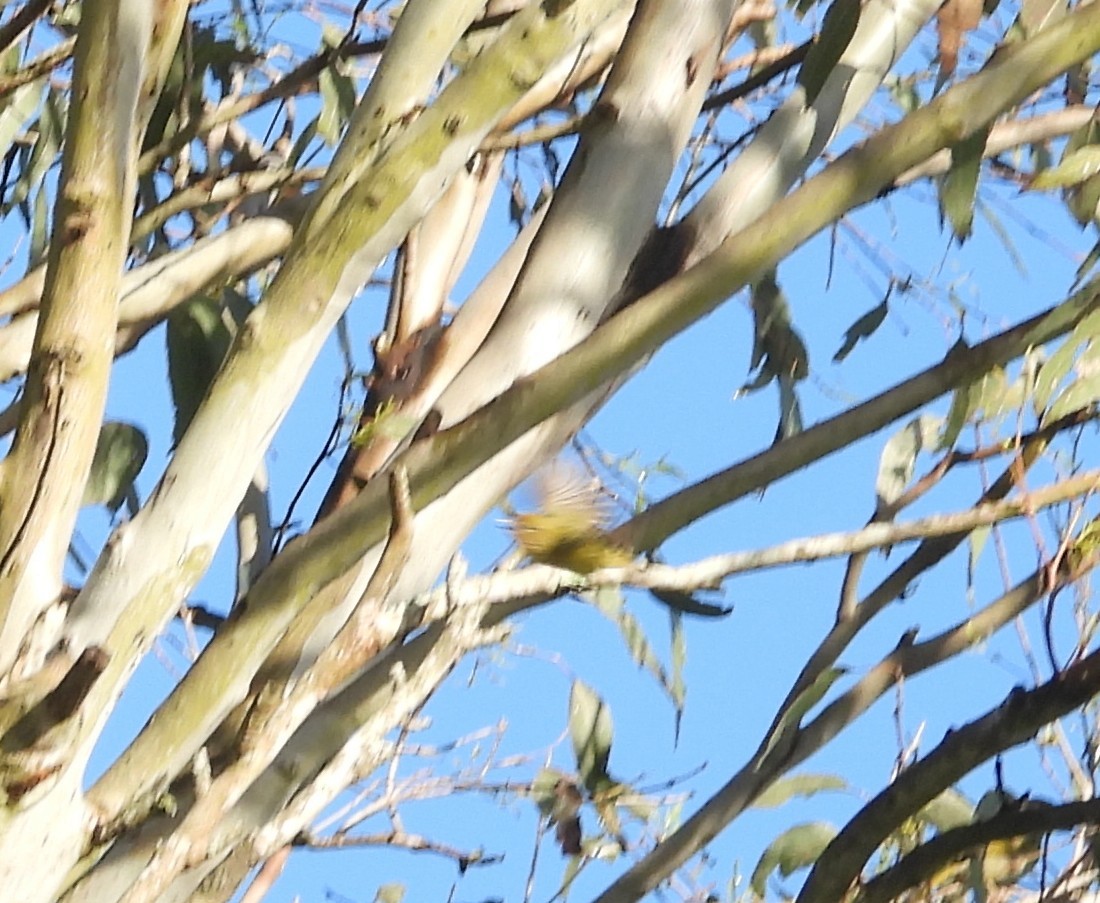 Yellow Thornbill - ML659846467