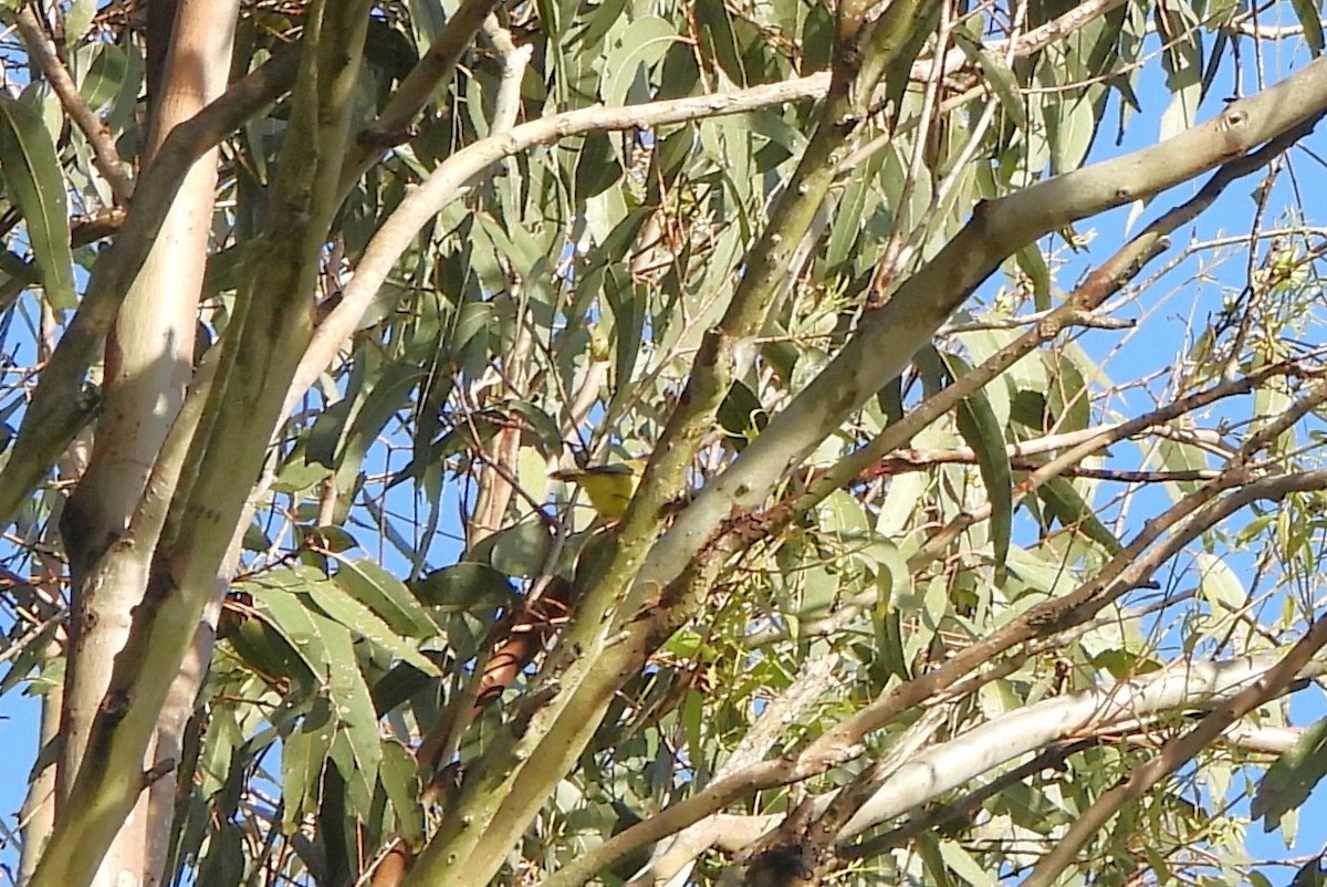 Yellow Thornbill - ML659846468