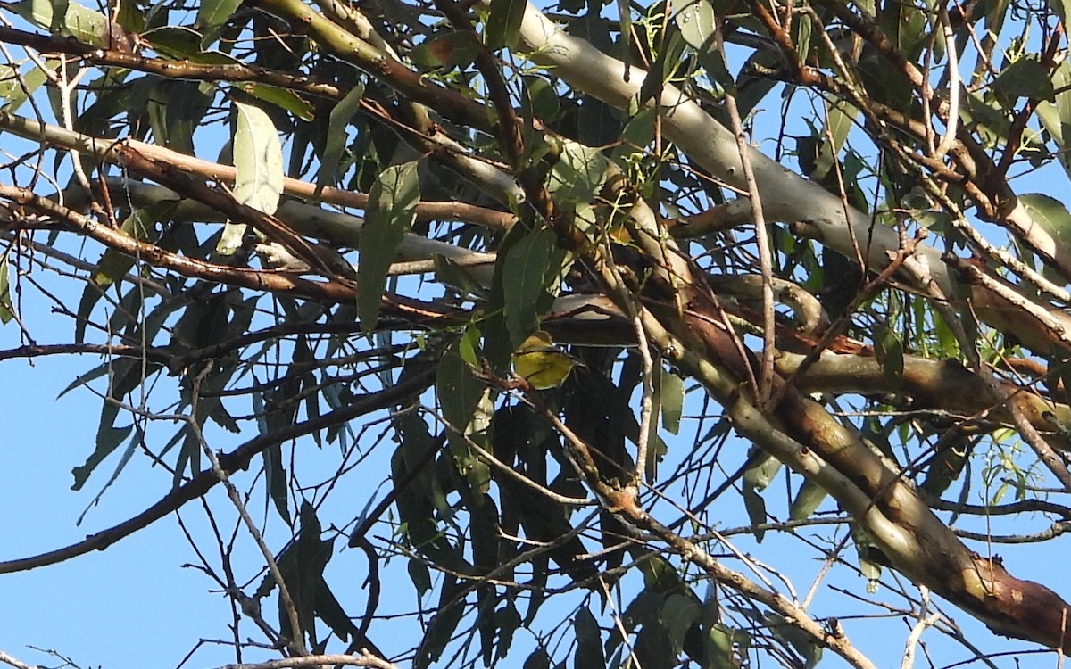 Yellow Thornbill - ML659846469