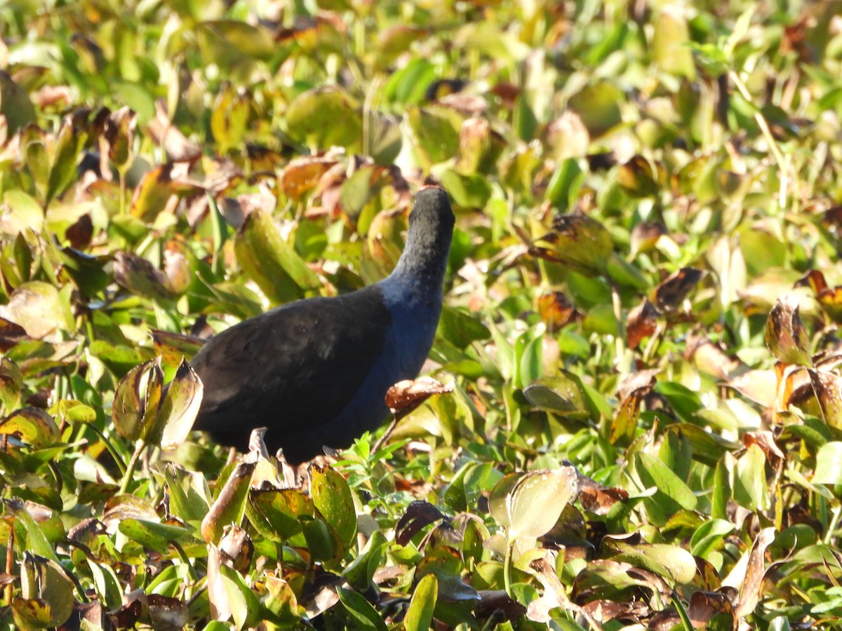 Australasian Swamphen - ML659846480