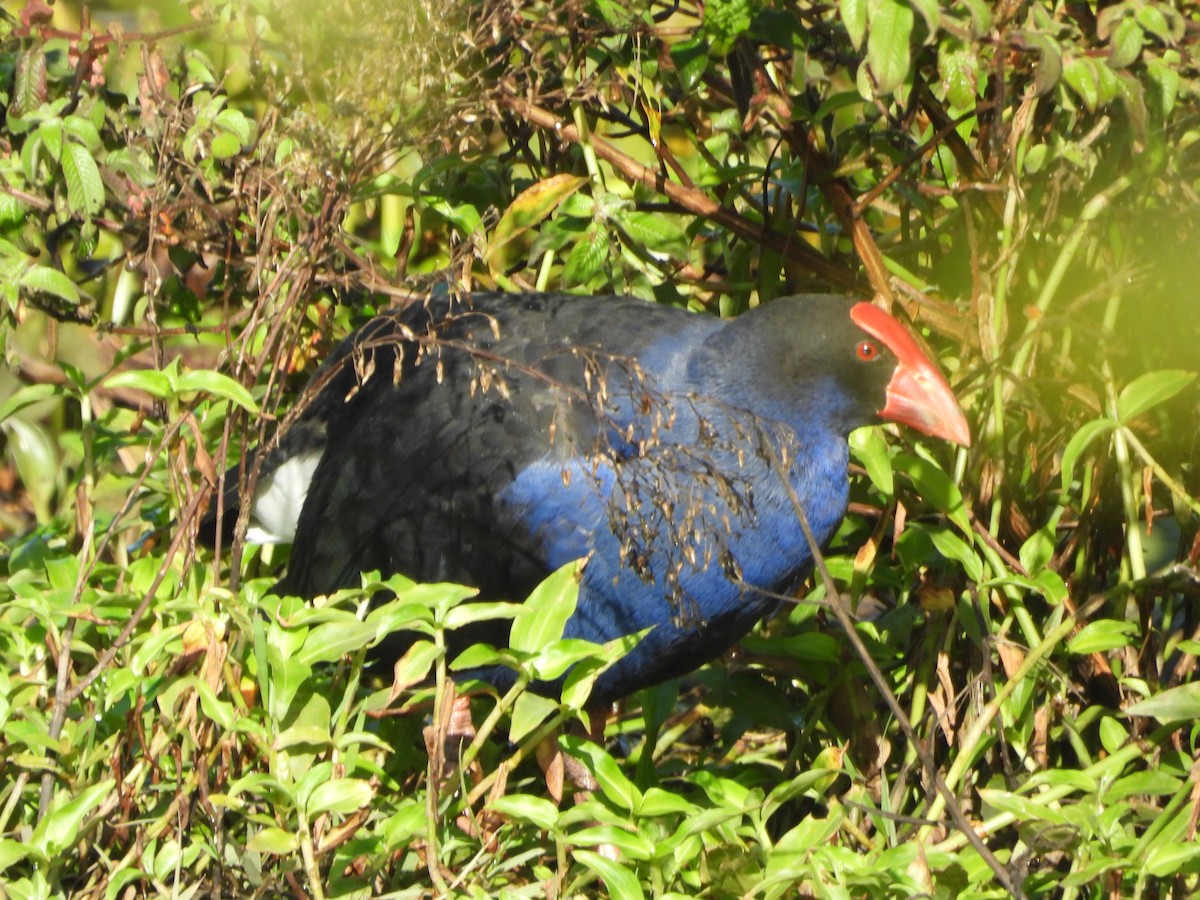 Australasian Swamphen - ML659846481