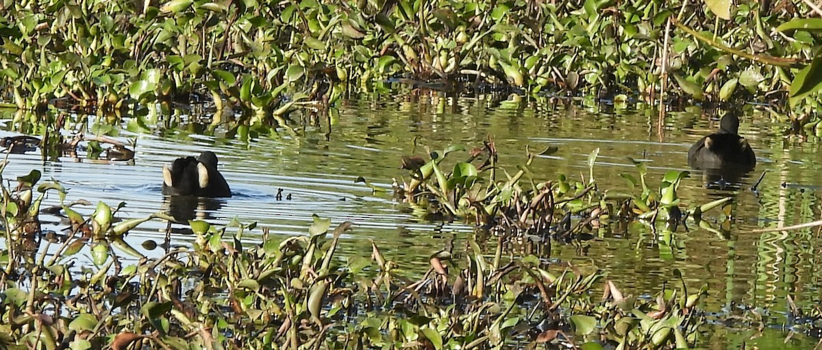 Dusky Moorhen - ML659846483