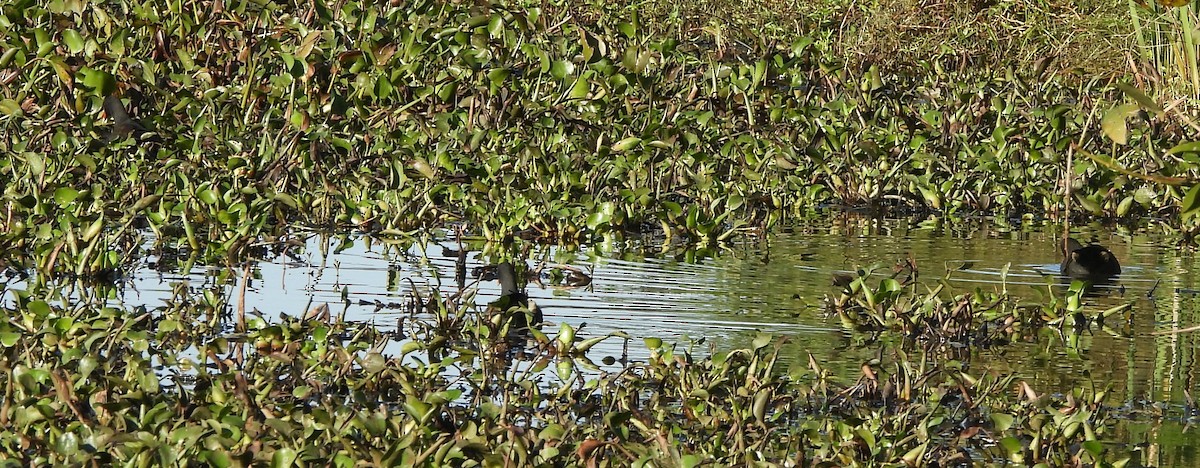 Dusky Moorhen - ML659846484