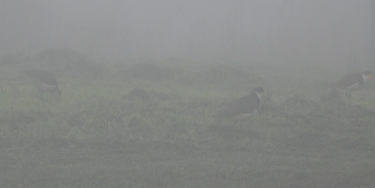 Masked Lapwing - ML659846487