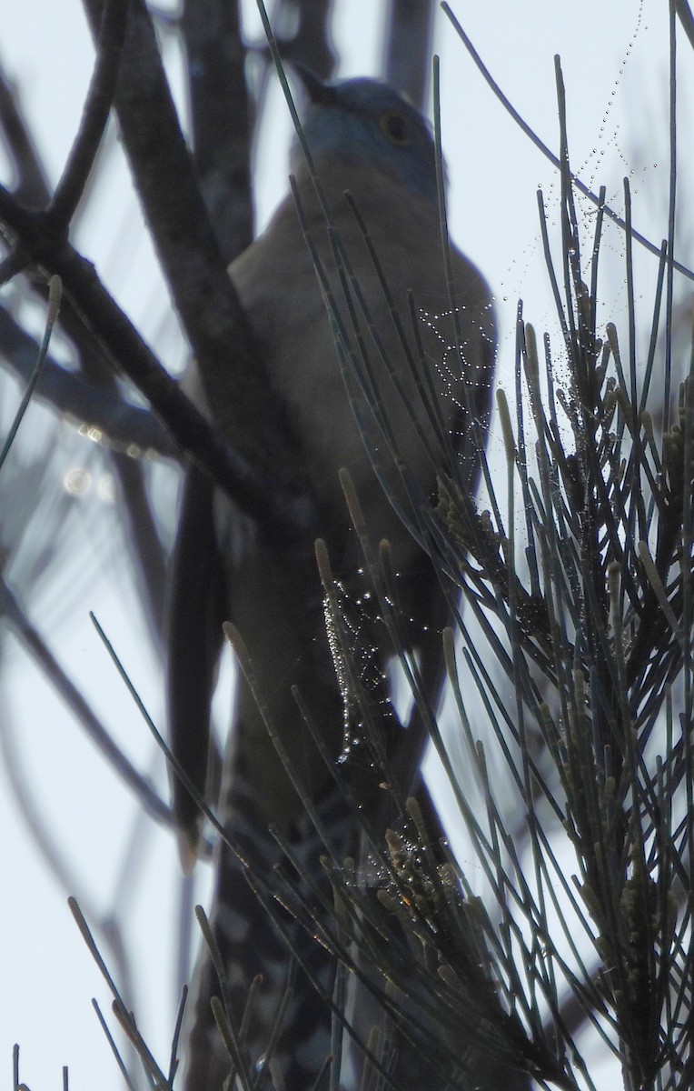 Fan-tailed Cuckoo - ML659846500